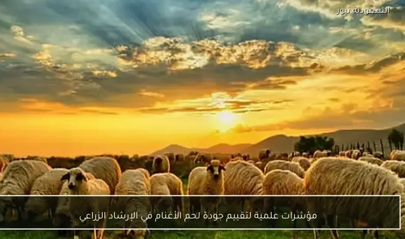 مؤشرات علمية لتقييم جودة لحم الأغنام في الإرشاد الزراعي