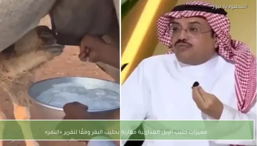 مميزات حليب الإبل الغذائية مقارنة بحليب البقر وفقًا لتقرير «النمر»