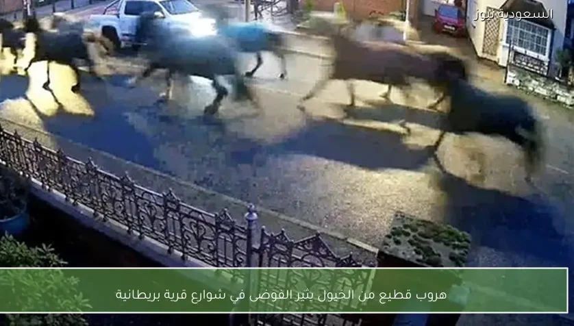 هروب قطيع من الخيول يثير الفوضى في شوارع قرية بريطانية