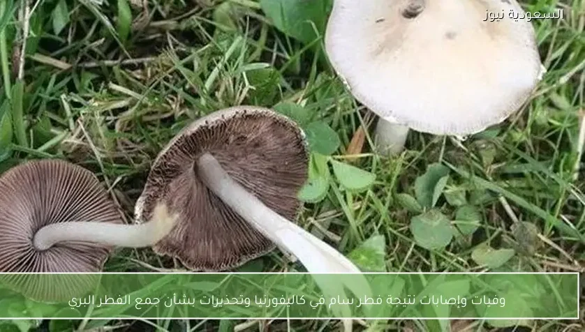 وفيات وإصابات نتيجة فطر سام في كاليفورنيا وتحذيرات بشأن جمع الفطر البري